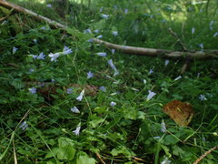 Hesperocodon hederaceus