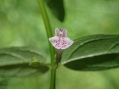 Scutellaria minor