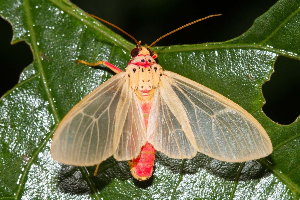 Amerila albivitrea
