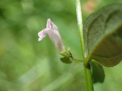 Scutellaria minor