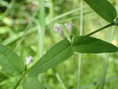 Scutellaria minor