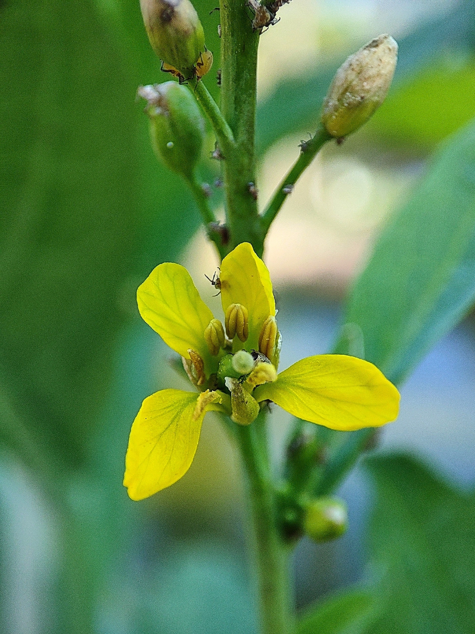 Photo by Ujjal Kishor De via iNaturalist (Copyright Ujjal Kishor De)
