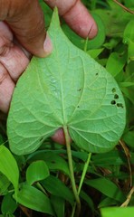 Ipomoea clarkei