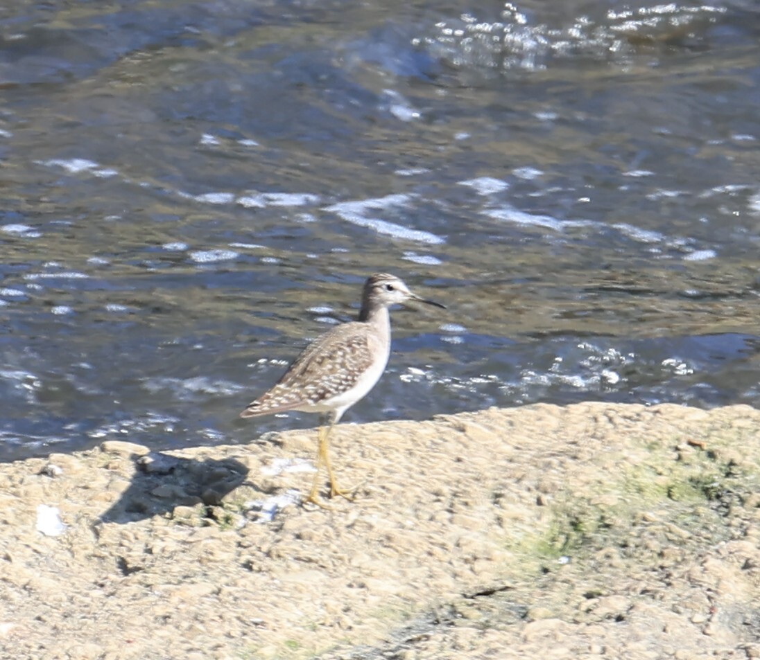 Wood Sandpiper (Tringa glareola), photo 3