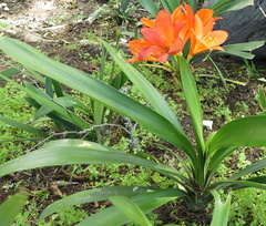 Clivia miniata miniata