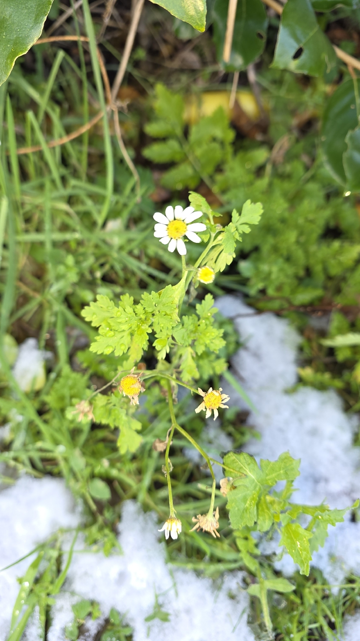 Řimbaba Tetra White Wonder — foto