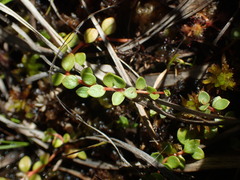 Lysimachia tenella