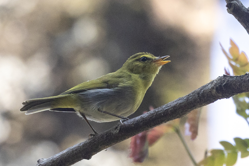 iNaturalist image