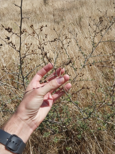 Hairy Dottypea (Psoralea hirta)