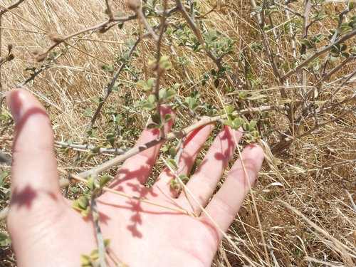 Psoralea hirta, photograph 3