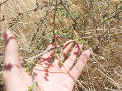 Psoralea hirta, photograph De Waal Hugo, CC BY, iNaturalist via GBIF