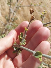 Psoralea hirta, photograph De Waal Hugo, CC BY, iNaturalist via GBIF