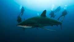 Silky shark