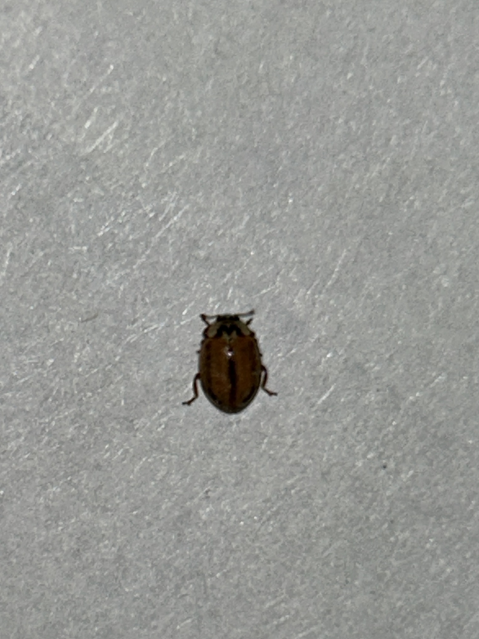 Aphidecta obliterata