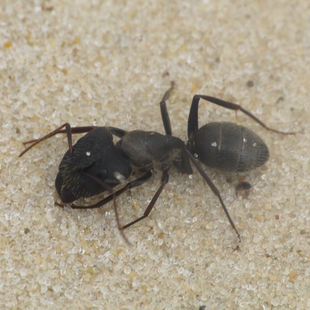 Camponotus termitarius