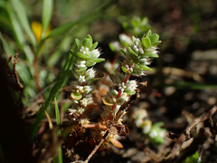 Illecebrum verticillatum