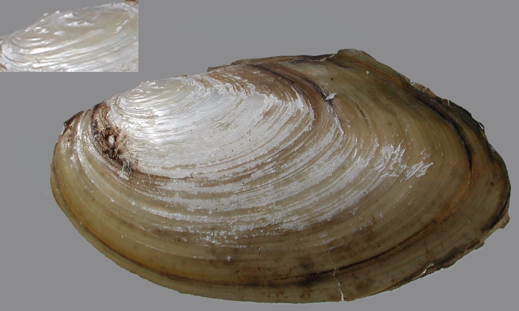 Depressed River Mussel