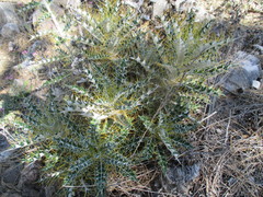 Ptilostemon hispanicus