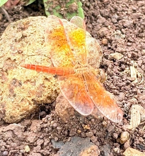 Brachythemis contaminata