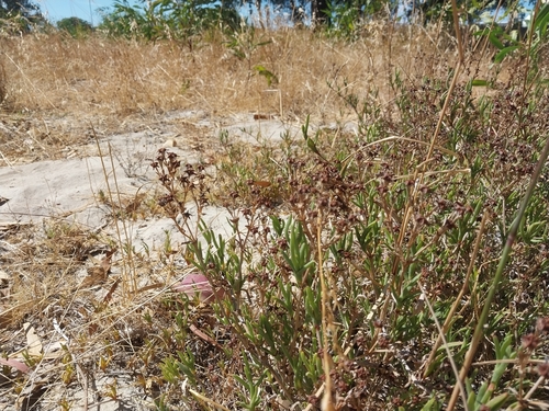 Gem Tentfig (Ruschia geminiflora)