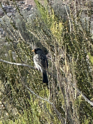 Band-tailed Sierra Finch (Rhopospina alaudina), photo 7