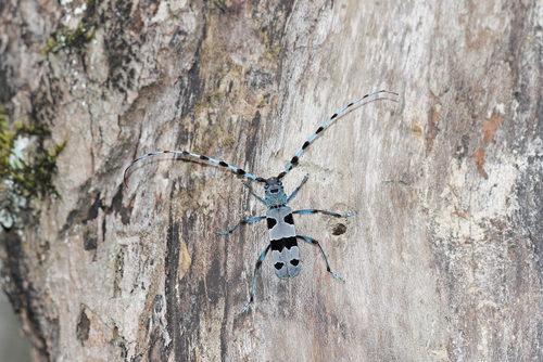 Alpine longhorn Rosalia