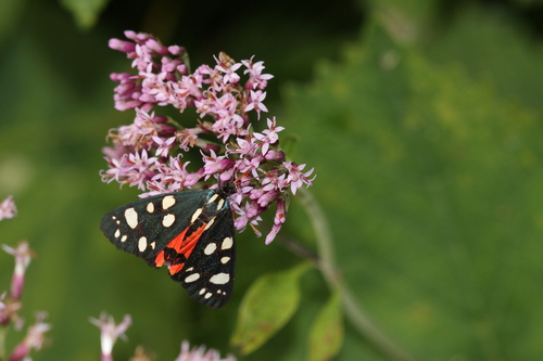 Photo of Scarlet Tiger (Callimorpha dominula)