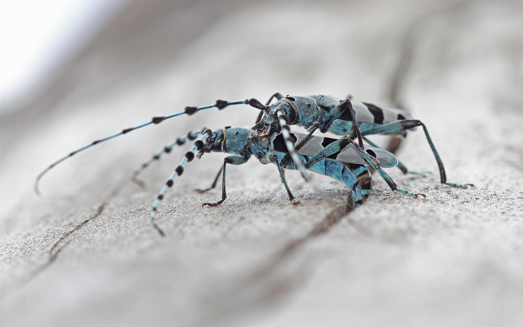 Alpine longhorn Rosalia