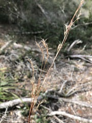 Schizachyrium stoloniferum