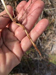 Schizachyrium stoloniferum