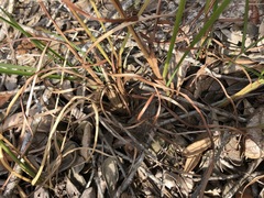 Schizachyrium stoloniferum