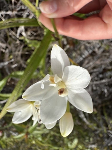 Spathoglottis micronesiaca observed 2026-01-04