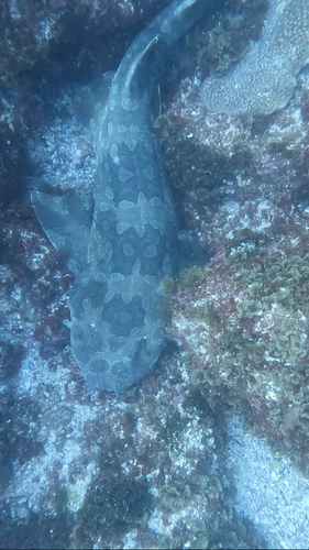 Wobbegong Shark