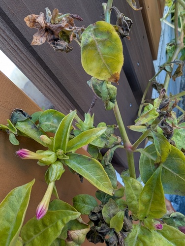 Erysiphe nyctaginacearum