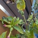 Erysiphe nyctaginacearum