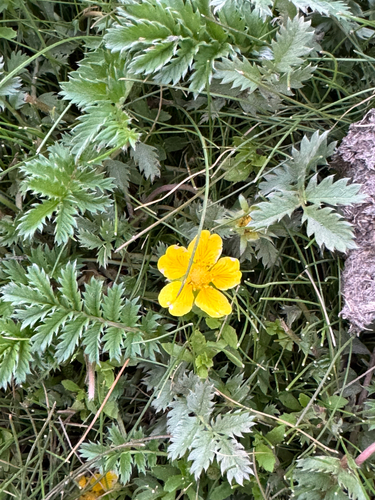 Ein weiteres Foto von Silverweed