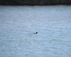 Mergus merganser