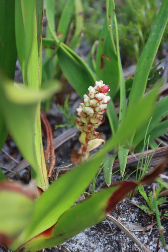 Ivory Satyre (Satyrium bicallosum)