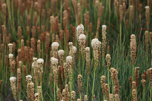 Bulbinella nutans, photograph 4