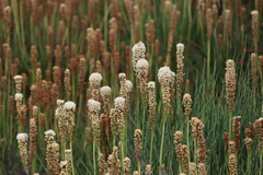 Bulbinella nutans, photograph (c) Tony Rebelo, some rights reserved (CC BY-SA)