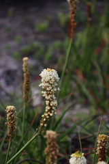 Bulbinella nutans, photograph (c) Tony Rebelo, some rights reserved (CC BY-SA)
