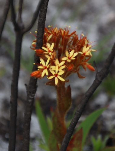 Orange Redroot (Dilatris viscosa)