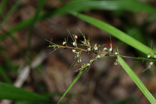 Nutrush (Scleria levis)