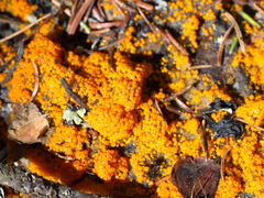 Byssonectria terrestris