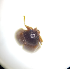 Aspidiphorus orbiculatus