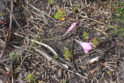 Gladiolus ornatus, photograph 2