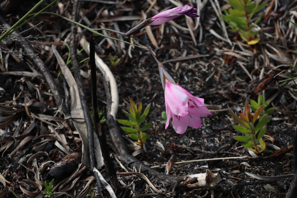Gladiolus ornatus; photograph (c) Tony Rebelo, some rights reserved (CC BY-SA)