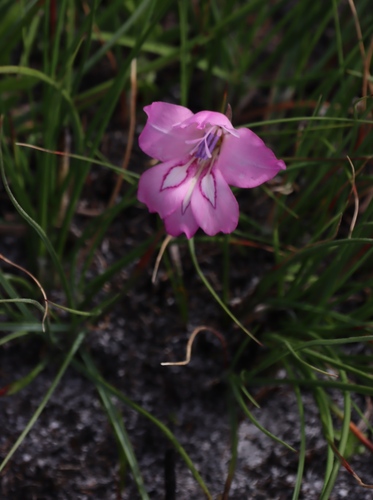 Christmas Painted-lady (Gladiolus ornatus)