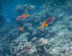 Neopomacentrus sororius