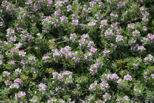 Carpet Dottypea (Psoralea decumbens)